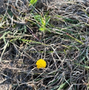 Leptorhynchos squamatus subsp. squamatus at Jerrabomberra Grassland - suppressed