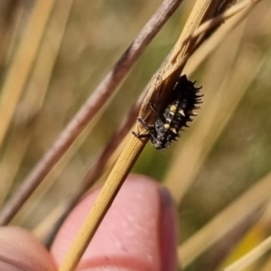 Coccinellidae (family) at QPRC LGA - 21 Apr 2024