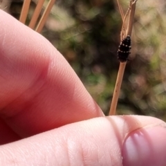 Coccinellidae (family) at QPRC LGA - 21 Apr 2024