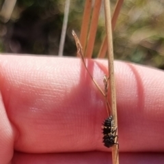 Coccinellidae (family) at QPRC LGA - 21 Apr 2024