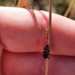 Coccinellidae (family) at QPRC LGA - suppressed