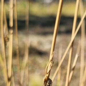 Coccinellidae (family) at QPRC LGA - suppressed