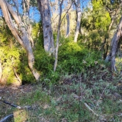 Billardiera heterophylla (Western Australian Bluebell Creeper) at Farrer Ridge - 21 Apr 2024 by julielindner