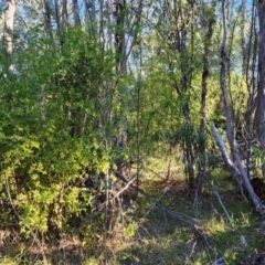 Billardiera heterophylla (Western Australian Bluebell Creeper) at Throsby, ACT - 21 Apr 2024 by julielindner