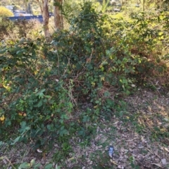 Rubus anglocandicans (Blackberry) at Farrer Ridge - 21 Apr 2024 by julielindner