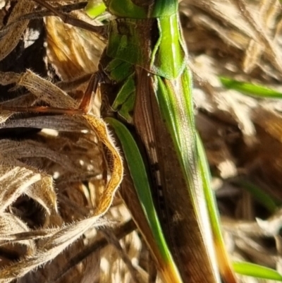 Caledia captiva (grasshopper) at Bungendore, NSW - 21 Apr 2024 by clarehoneydove