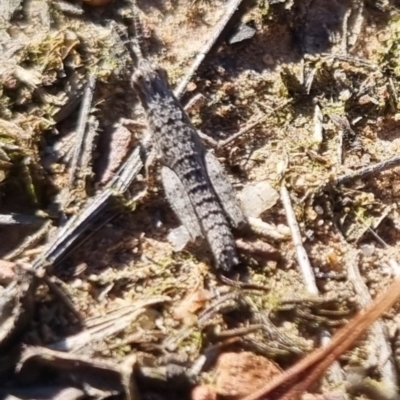 Coryphistes ruricola (Bark-mimicking Grasshopper) at QPRC LGA - 21 Apr 2024 by clarehoneydove