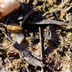 Coryphistes ruricola at QPRC LGA - 21 Apr 2024