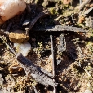 Coryphistes ruricola at QPRC LGA - 21 Apr 2024