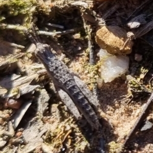 Coryphistes ruricola at QPRC LGA - 21 Apr 2024