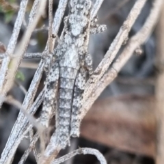 Coryphistes ruricola (Bark-mimicking Grasshopper) at Bungendore, NSW - 21 Apr 2024 by clarehoneydove