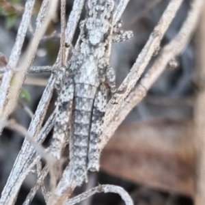 Coryphistes ruricola at QPRC LGA - 21 Apr 2024