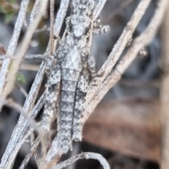 Coryphistes ruricola (Bark-mimicking Grasshopper) at QPRC LGA - 21 Apr 2024 by clarehoneydove