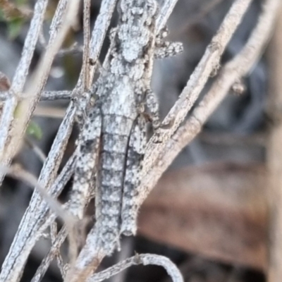 Coryphistes ruricola (Bark-mimicking Grasshopper) at QPRC LGA - 21 Apr 2024 by clarehoneydove