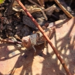 Acrididae sp. (family) (Unidentified Grasshopper) at Bungendore, NSW - 21 Apr 2024 by clarehoneydove