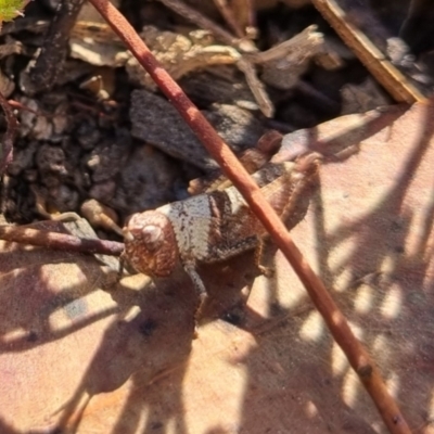 Acrididae sp. (family) (Unidentified Grasshopper) at QPRC LGA - 21 Apr 2024 by clarehoneydove