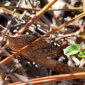 Goniaea australasiae at QPRC LGA - 21 Apr 2024