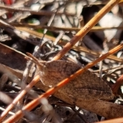 Goniaea australasiae at QPRC LGA - 21 Apr 2024