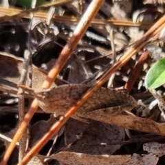 Goniaea australasiae at QPRC LGA - 21 Apr 2024