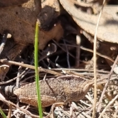 Goniaea australasiae at QPRC LGA - 21 Apr 2024