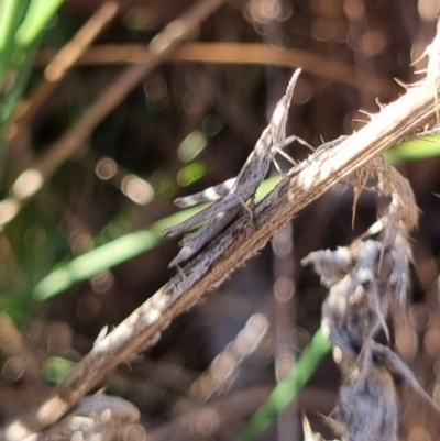 Keyacris scurra (Key's Matchstick Grasshopper) at QPRC LGA - 21 Apr 2024 by clarehoneydove