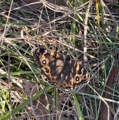 Junonia villida (Meadow Argus) at Flea Bog Flat, Bruce - 21 Apr 2024 by JVR