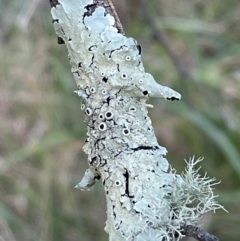 Parmeliaceae (family) (A lichen family) at Flea Bog Flat, Bruce - 21 Apr 2024 by JVR