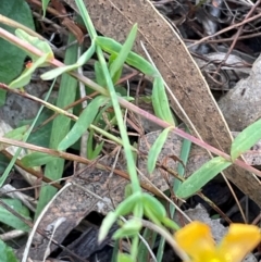 Hypericum gramineum (Small St Johns Wort) at Flea Bog Flat, Bruce - 21 Apr 2024 by JVR