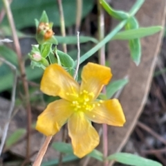 Hypericum gramineum at Flea Bog Flat, Bruce - 21 Apr 2024 04:06 PM