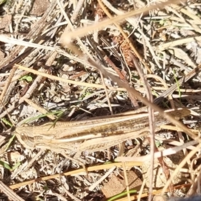 Schizobothrus flavovittatus (Disappearing Grasshopper) at Bungendore, NSW - 21 Apr 2024 by clarehoneydove