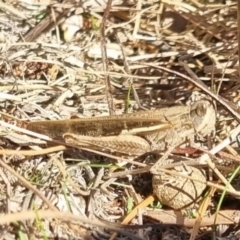 Schizobothrus flavovittatus at QPRC LGA - 21 Apr 2024