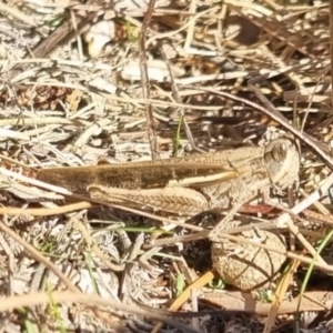 Schizobothrus flavovittatus at QPRC LGA - 21 Apr 2024