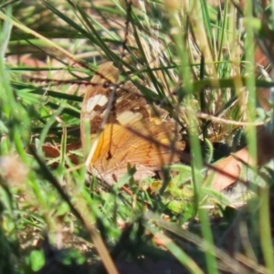 Heteronympha merope at Symonston, ACT - 21 Apr 2024