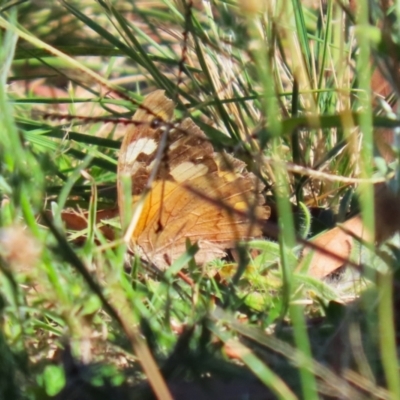 Heteronympha merope (Common Brown Butterfly) at Symonston, ACT - 21 Apr 2024 by RodDeb