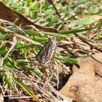 Utetheisa pulchelloides (Heliotrope Moth) at Bungendore, NSW - 21 Apr 2024 by clarehoneydove