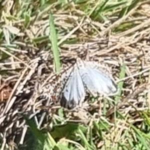 Utetheisa pulchelloides at QPRC LGA - suppressed