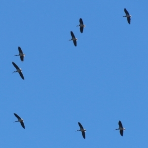 Threskiornis spinicollis at Symonston, ACT - 21 Apr 2024