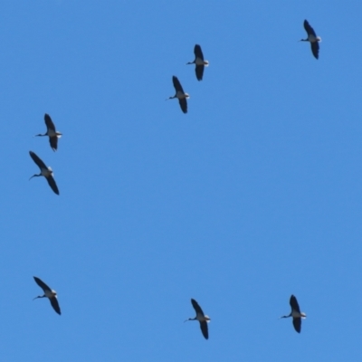 Threskiornis spinicollis (Straw-necked Ibis) at Symonston, ACT - 21 Apr 2024 by RodDeb