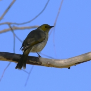 Ptilotula penicillata at Symonston, ACT - 21 Apr 2024