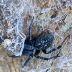 Badumna sp. (genus) (Lattice-web spider) at Bungendore, NSW - 21 Apr 2024 by clarehoneydove