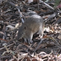 Isoodon obesulus obesulus at Tidbinbilla Nature Reserve - 20 Apr 2024 02:19 PM