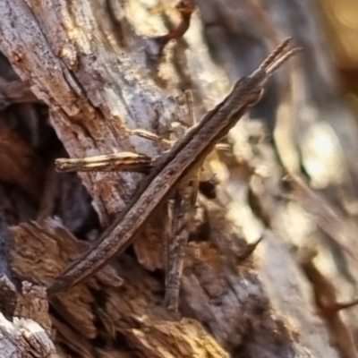 Keyacris scurra (Key's Matchstick Grasshopper) at Bungendore, NSW - 20 Apr 2024 by clarehoneydove