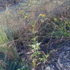 Bidens pilosa (Cobbler's Pegs, Farmer's Friend) at Jerrabomberra Creek - 21 Apr 2024 by SteveBorkowskis