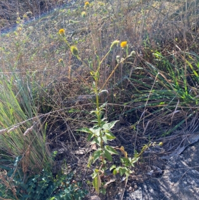 Bidens pilosa (Cobbler's Pegs, Farmer's Friend) at Jerrabomberra Creek - 21 Apr 2024 by SteveBorkowskis