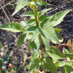 Bidens pilosa at QPRC LGA - 21 Apr 2024