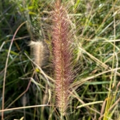 Cenchrus purpurascens (Swamp Foxtail) at Jerrabomberra, NSW - 21 Apr 2024 by SteveBorkowskis