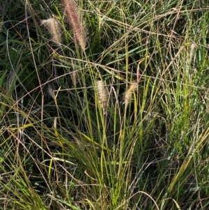 Cenchrus purpurascens at Jerrabomberra Creek - 21 Apr 2024