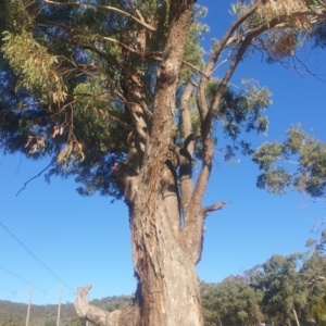 Eucalyptus bridgesiana at Watson, ACT - 21 Apr 2024