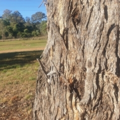 Eucalyptus melliodora at Watson Green Space - 21 Apr 2024