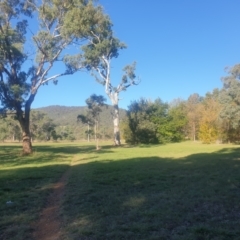 Eucalyptus melliodora (Yellow Box) at Watson Green Space - 21 Apr 2024 by AdrianM